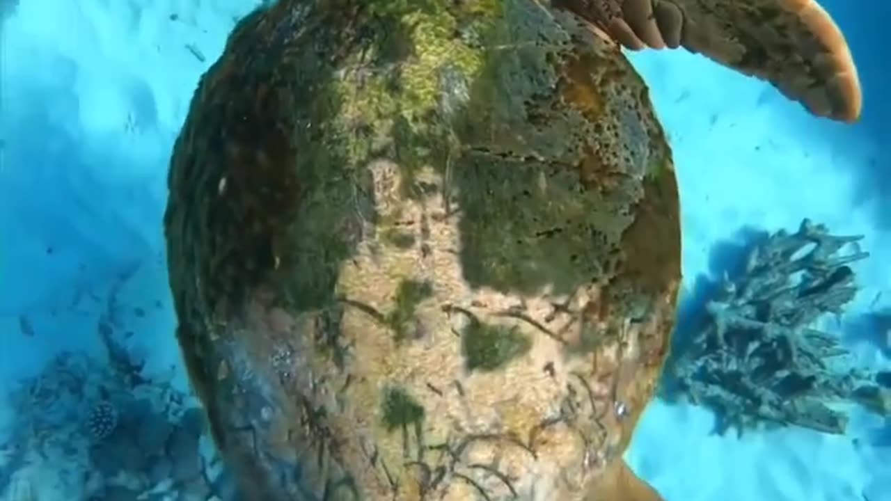 Unique Turtle #shorts #shortvideo #video #virals #videovira
