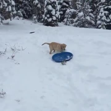 Super smart dog knows how to slide in the snow!