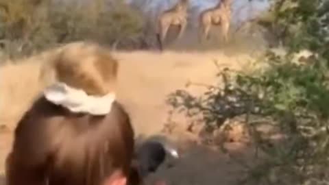 Girl sniping a giraffe in the wild