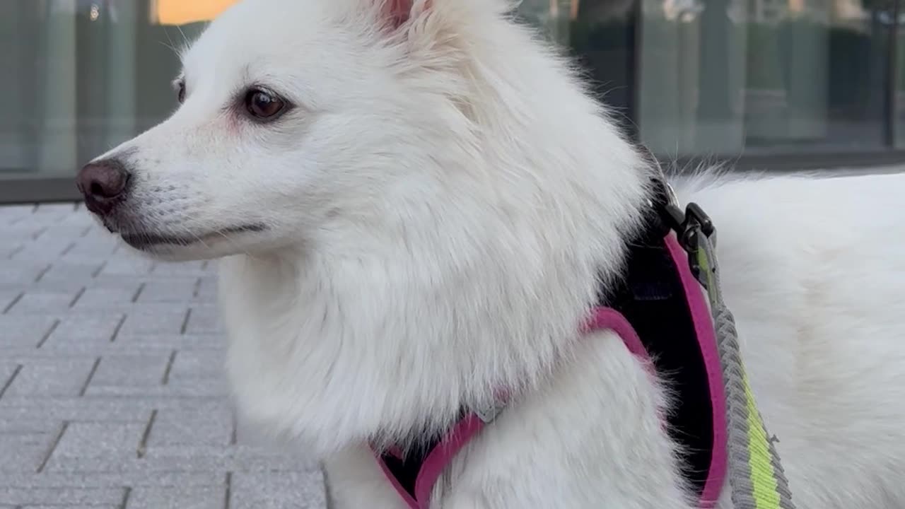 American Eskimo