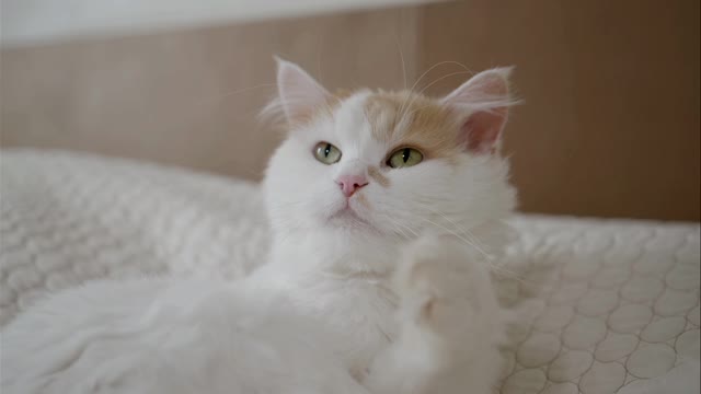 Cute cat moments and eyes
