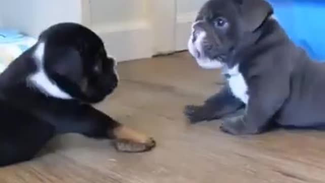 Funny and Cute French Bulldog Puppies