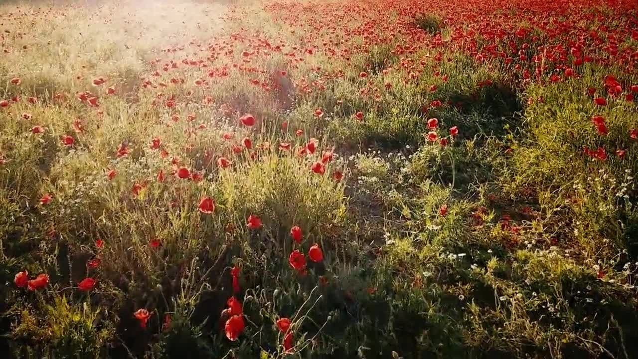 HERMOSO CAMPO DE AMAPOLAS