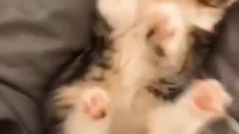 Cat loves to sit on owner's head while she works