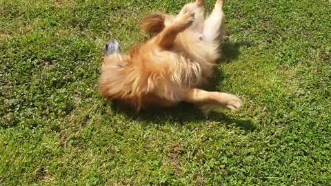 Rolling La la dog