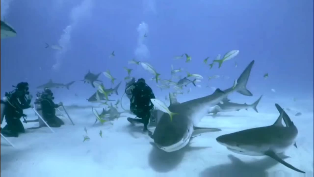 Diving with Tiger Sharks