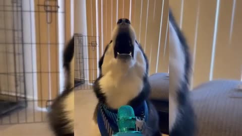 Husky singing song 🎶💞 | cute huskies videos