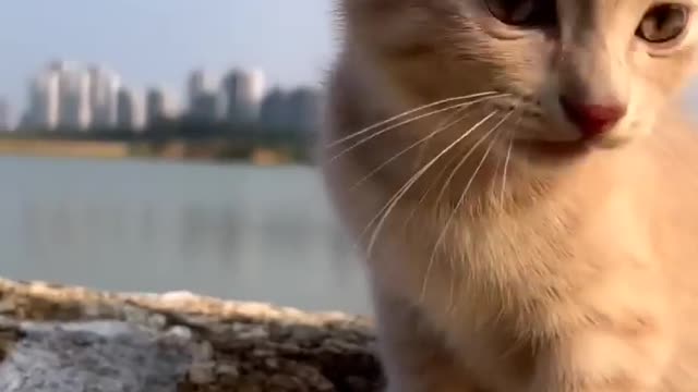 Cat very happy