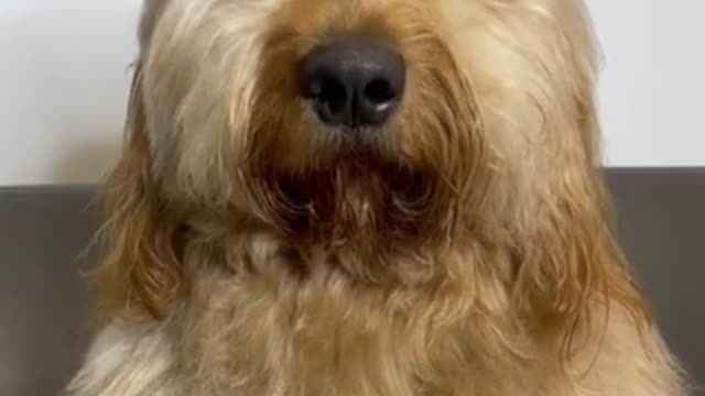 Does this dog have better hair than you #goldendoodle #grooming #doggrooming