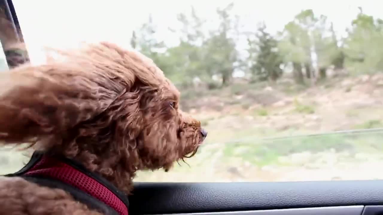 A long hair dog in the car