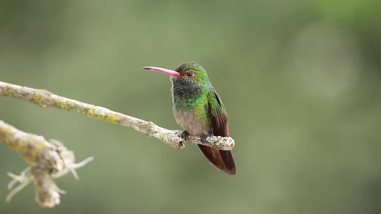 colibrí Pico rojo