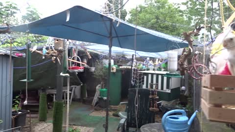 De Familie Valkparkiet aan de lekkere Trosgier, ze zijn er gek op!