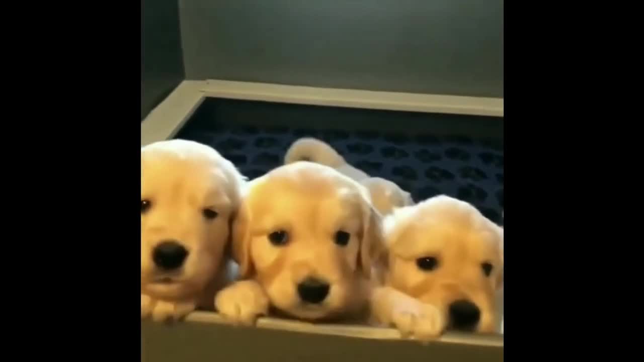 Golden Retriever Puppies Want To Play Outside For The First Time