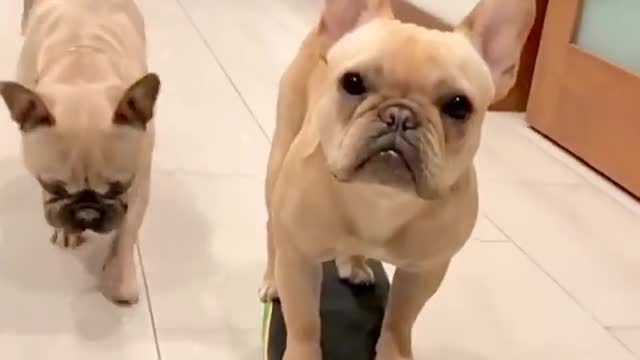 Dog funny #best video watching