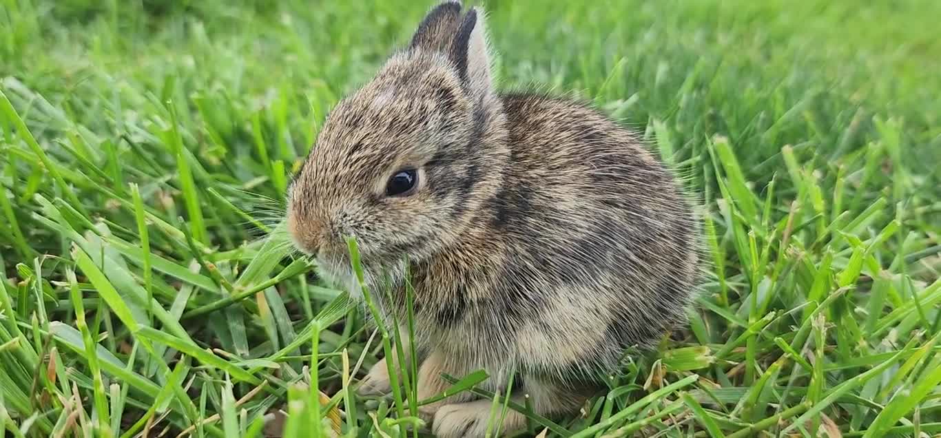 Cute rabbit 🐇 Funny animals