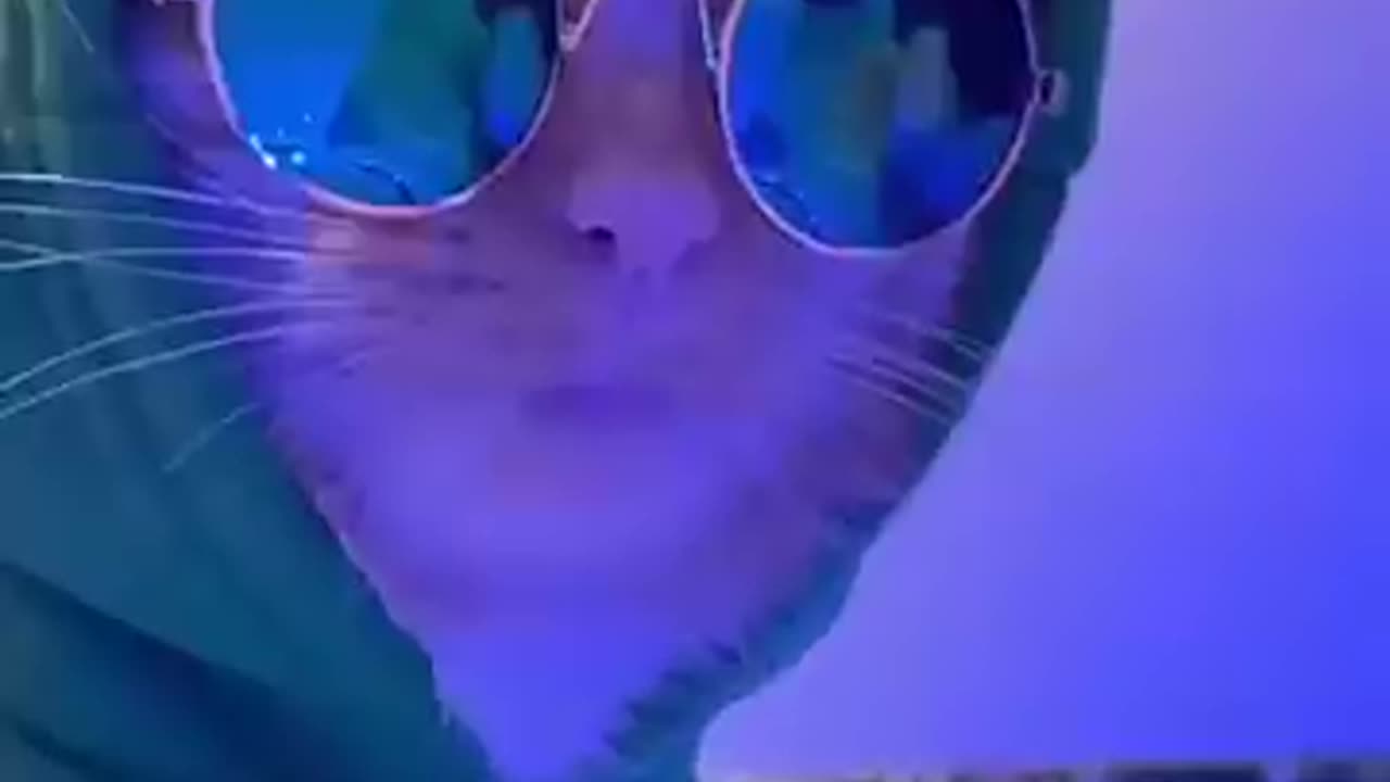 Katzenvideo