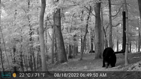 The Woods – 08/18/2022 Bear