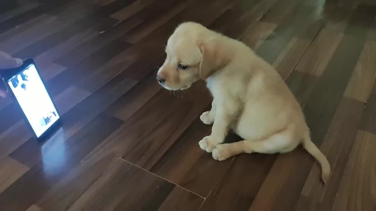 puppy reacting to dog barking