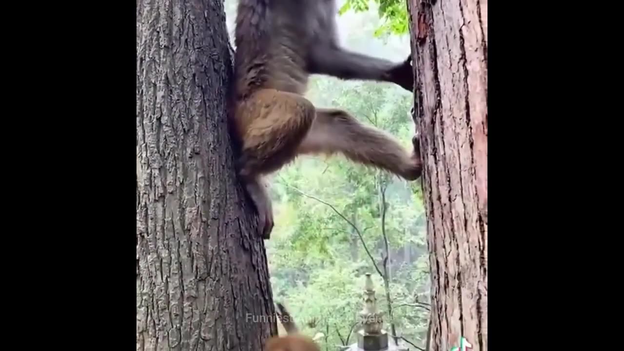 Funny Monkey 10