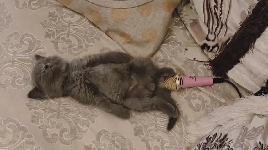 cat farting on mic