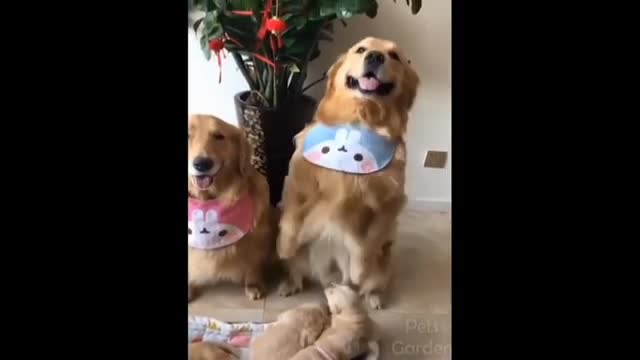 cute sam animals yes if you liked the video subscribe