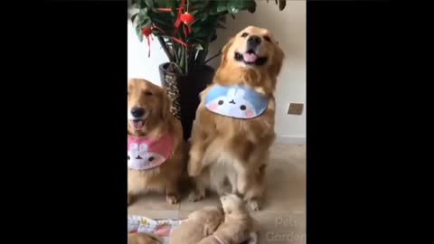 cute sam animals yes if you liked the video subscribe