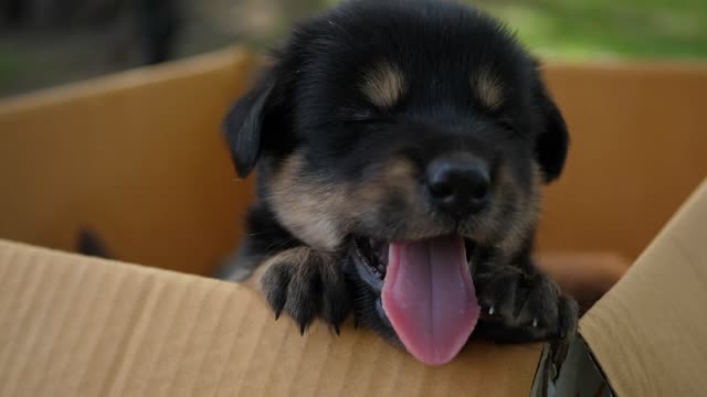 Puppy A lovely little dog in a cool box that comes out