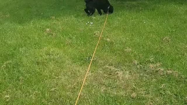 Walking my pets