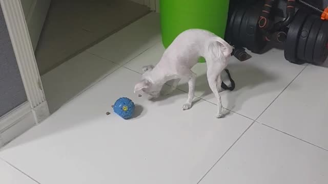 Puppy's toy ball