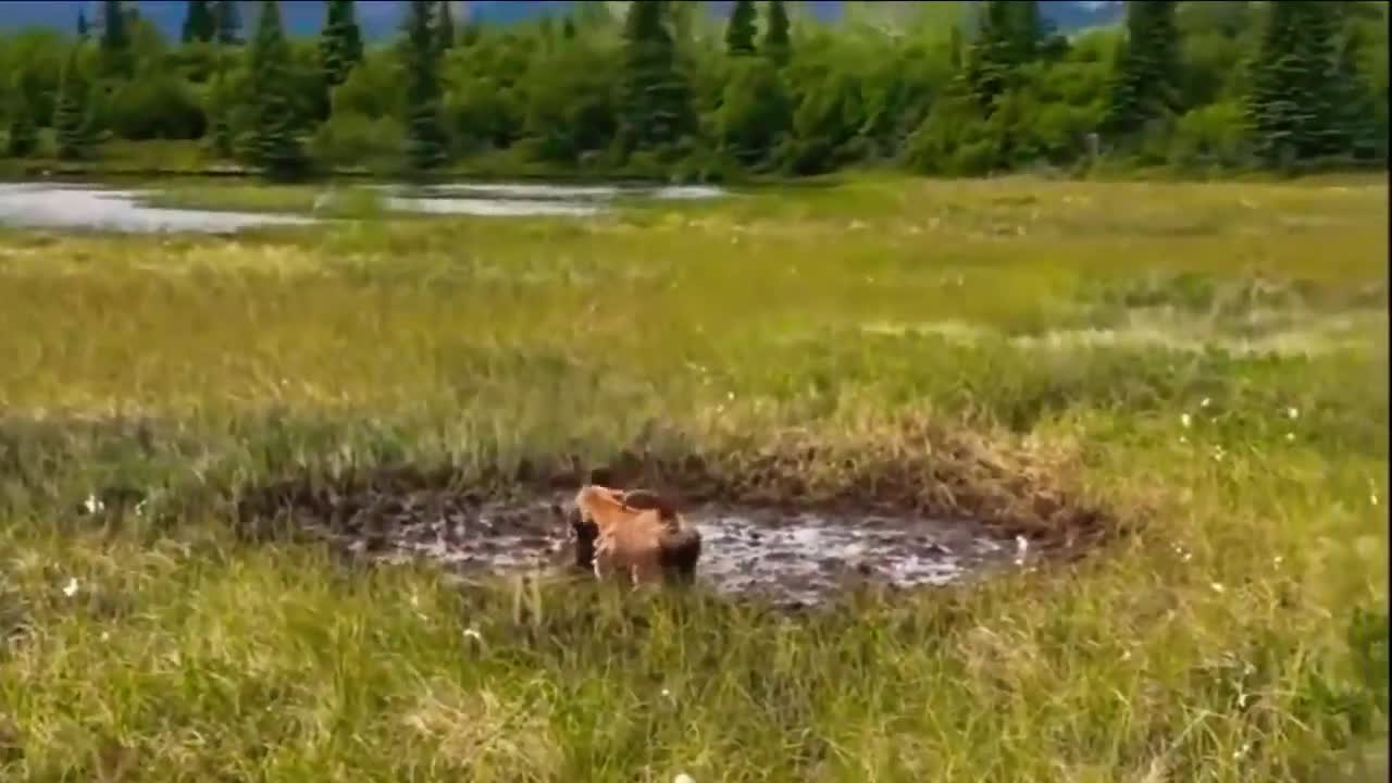 Lion, Leopard Hunting Porcupine