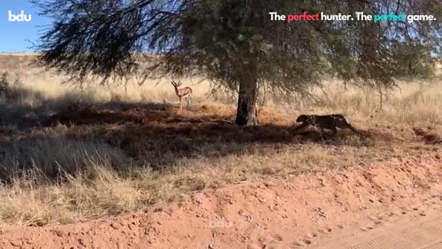 The Perfect Hunter! 🐯 The Ideal Game! 🦌