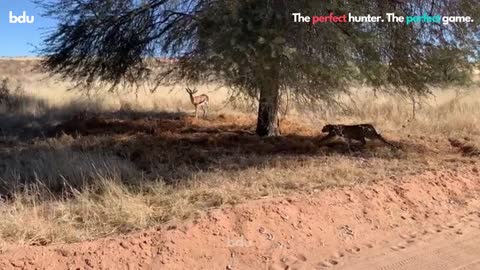 The Perfect Hunter! 🐯 The Ideal Game! 🦌