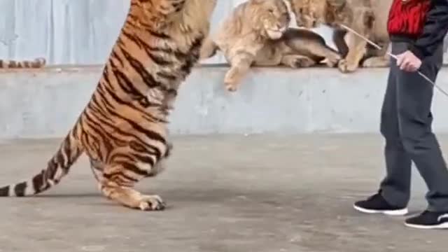 Tiger training video