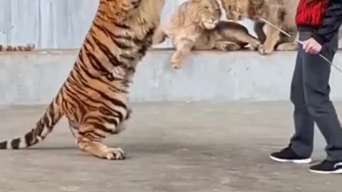 Tiger training video