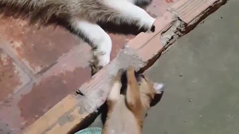 husky helplfriend