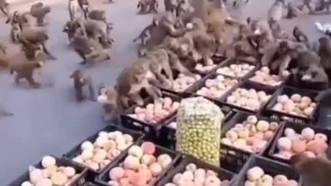 Monkeys steal food