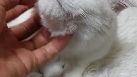 Cute cat is getting a facial massage