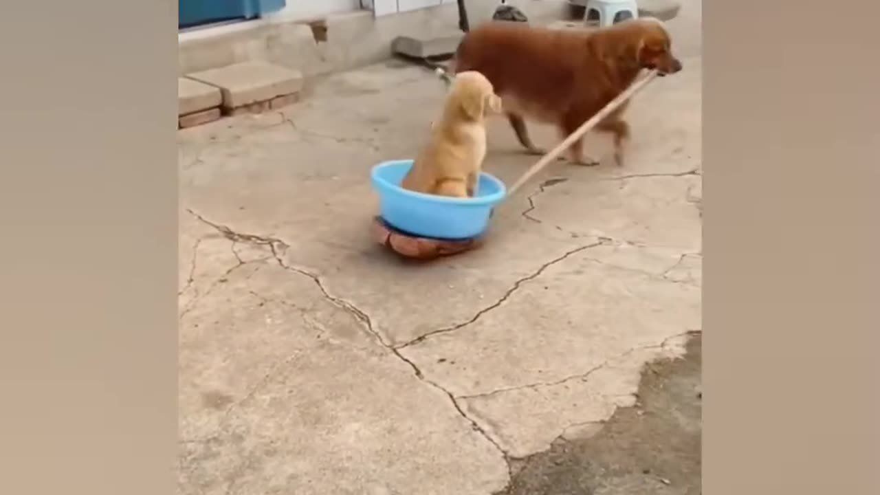 Playful Animals Compilation