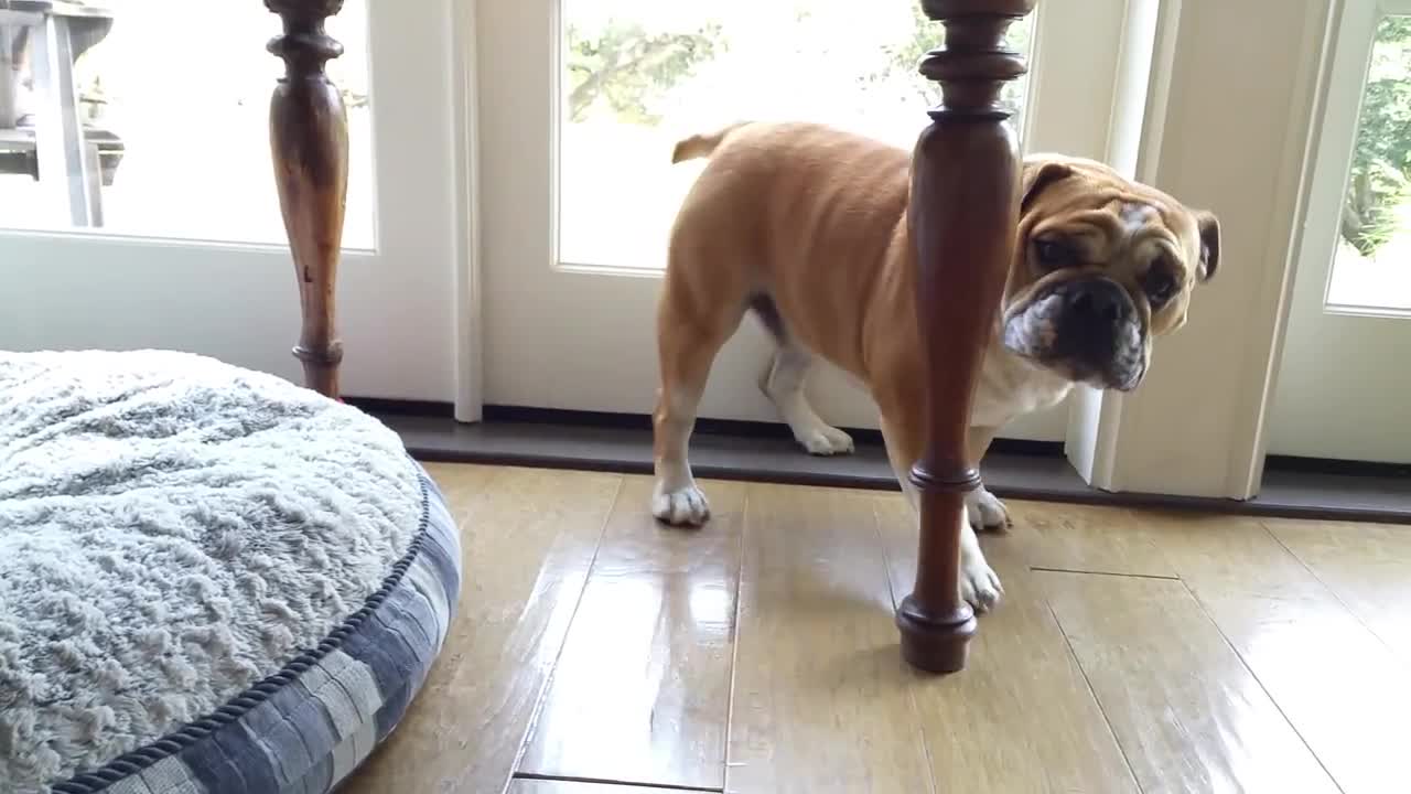 Bulldog Throws Temper Tantrum For His Stolen Bed