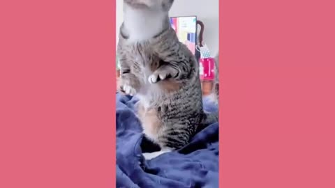 Funny animals - Funny cats and dogs - Funny animal videos 2023