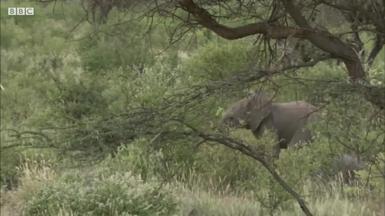 Baby Elephant Has Broken Leg Treated | Secret Life Of Elephants | BBC Earth