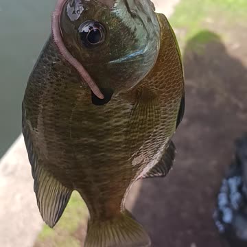Big bluegill