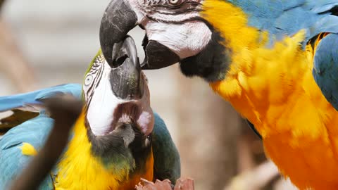 A beautiful parrot feeds its young