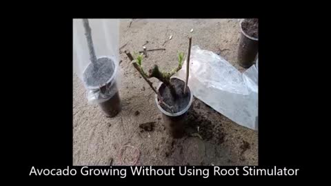 Secret of Avocado Growing