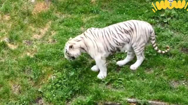 White tigers hunt on the grassland