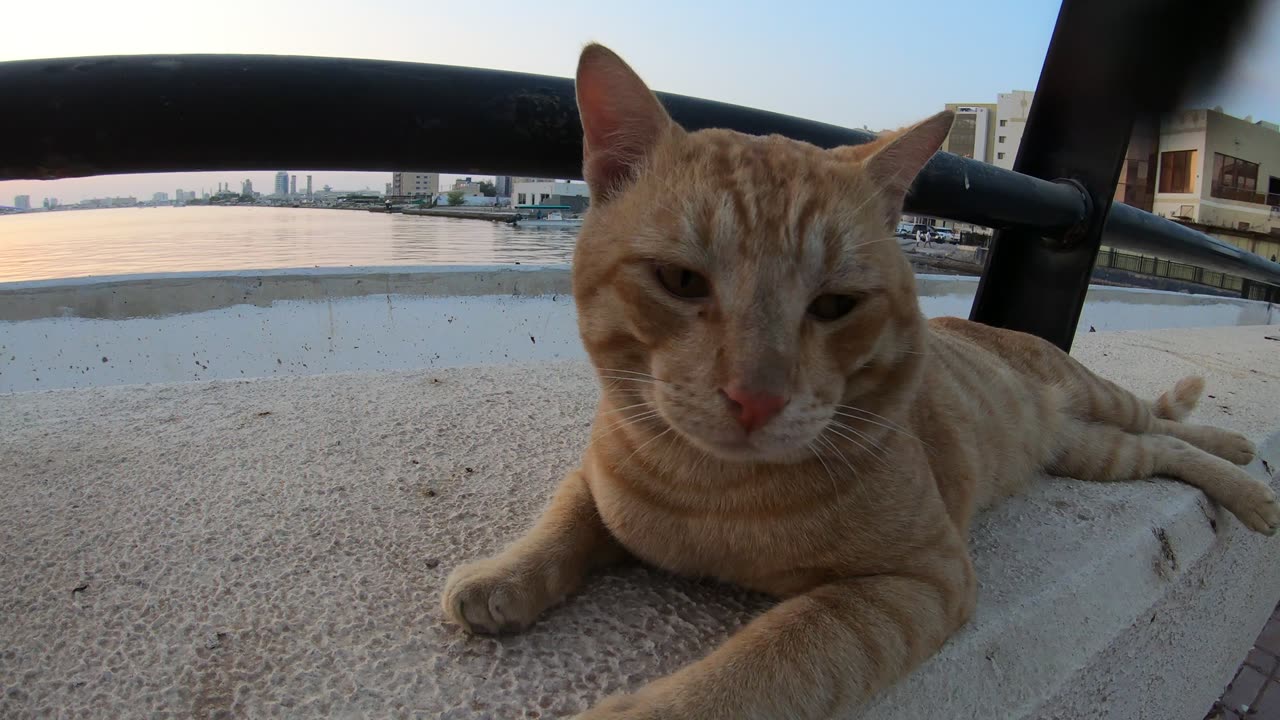 MICHAEL JACKSON & ED SHEERAN - Homeless cats in Ras Al Khaimah, UAE #cat #EdSheeran #MichaelJackson