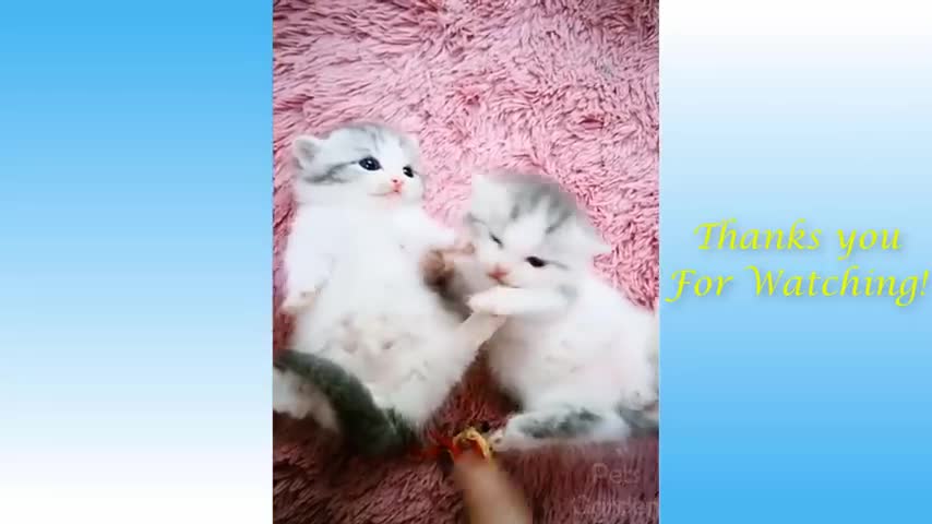 Funny Cute and pets