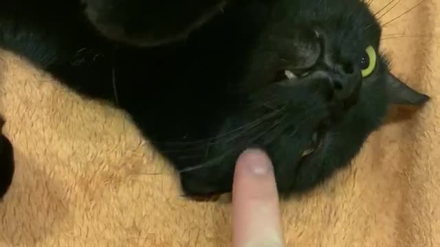 Funny crazy cat Osho