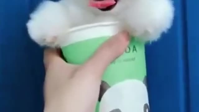 Top Funny and Cute Dog Videos _short