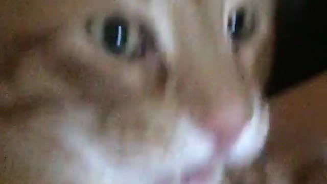 Orange cat sniffs hand and licks his mouth